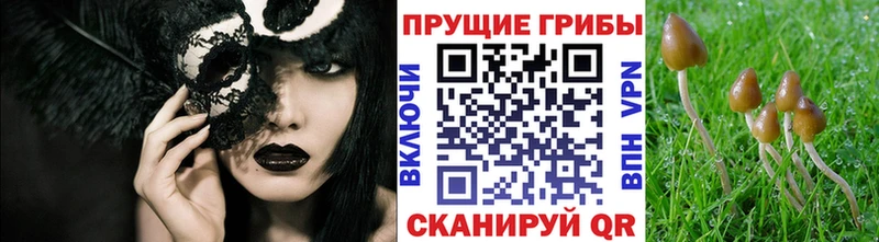 Галлюциногенные грибы Magic Shrooms  mega зеркало  Алексеевка 